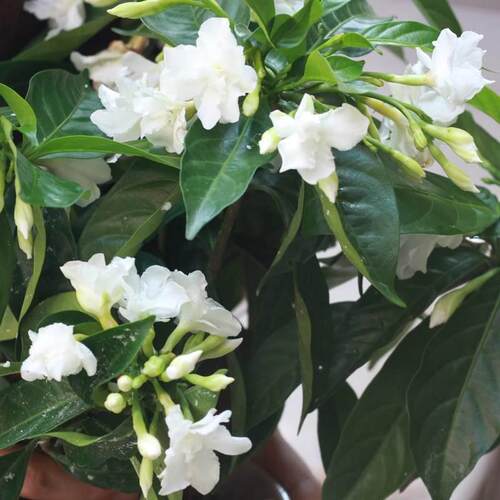 极速Genuine flower plant bonsai outdoor balcony living room