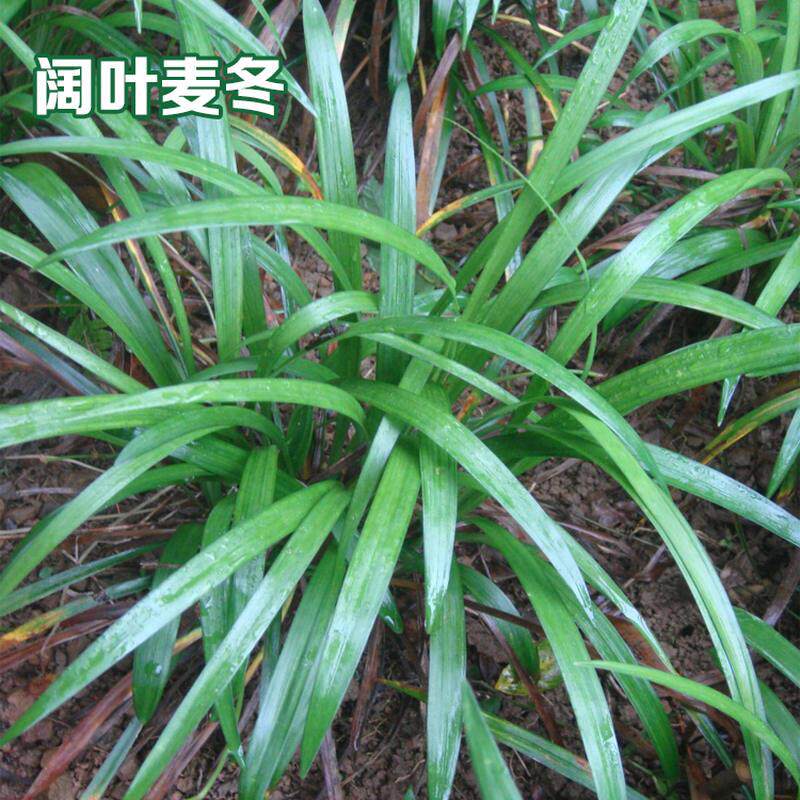 极速阔叶麦冬【一袋装可以铺8-10平方】四季常绿耐寒庭院绿化地被