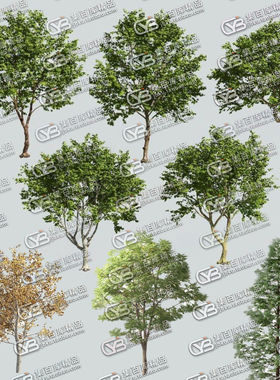 maya/c4d/maxobj梧桐树植物青桐fbx绿色植物高大树木3D模型带材质