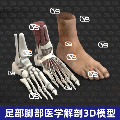 3Dmax人体脚部足部解剖脚骨骼肌肉软组织blender人体脚解剖3D模型