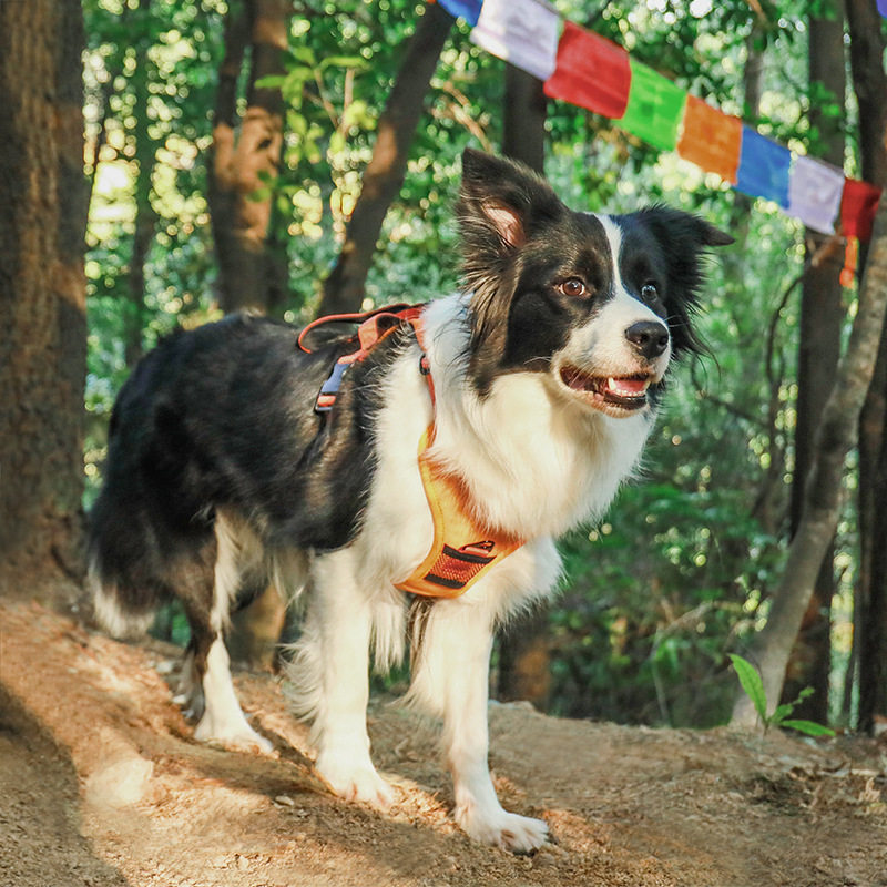 狗狗牵引绳胸背一体可伸缩遛狗绳中型大型犬宠物背心式背带防挣脱