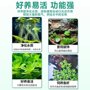 净水浮萍水草大全古法鱼缸造景水培一叶莲水芙蓉槐叶萍草场