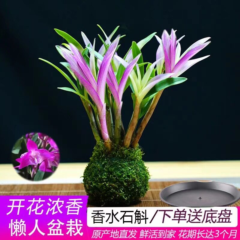 新品室内香水石斛兰冬带花苞水培开花浓香室内桌面绿植盆栽花卉