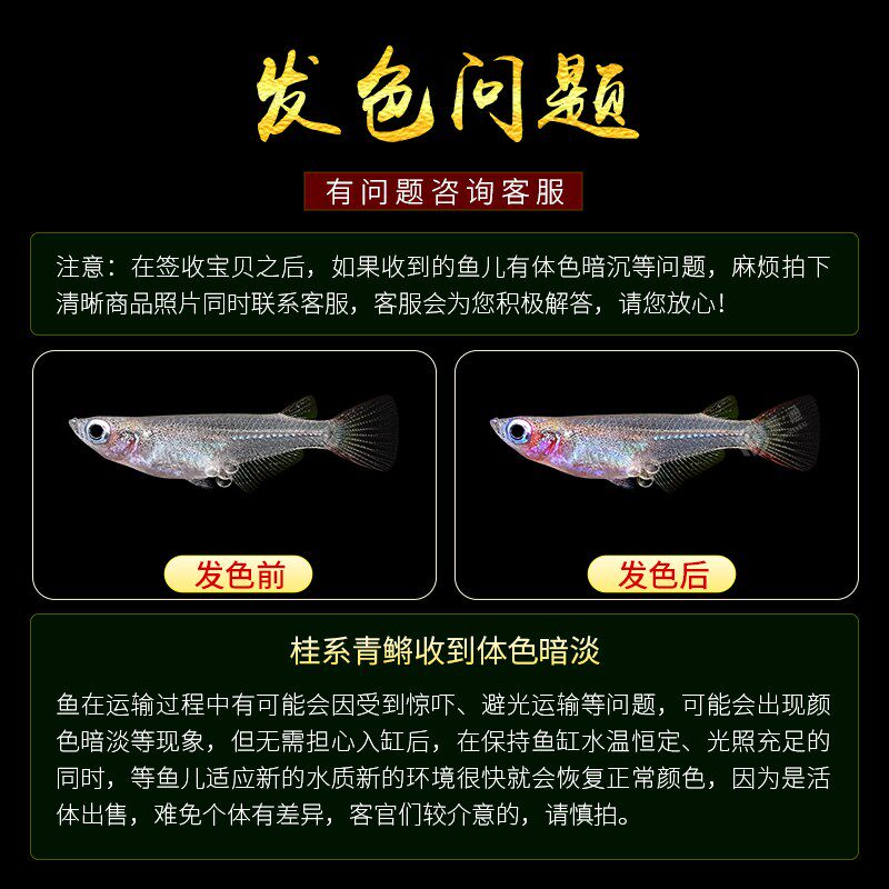 热销观背桂系青鳉蓝眼群游易养免打氧原生鱼除油膜淡水冷水不加温