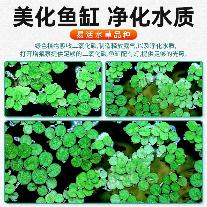热销鱼缸净水槐叶萍浮萍水草圆心萍净化水质水培绿植庭院办公室鱼