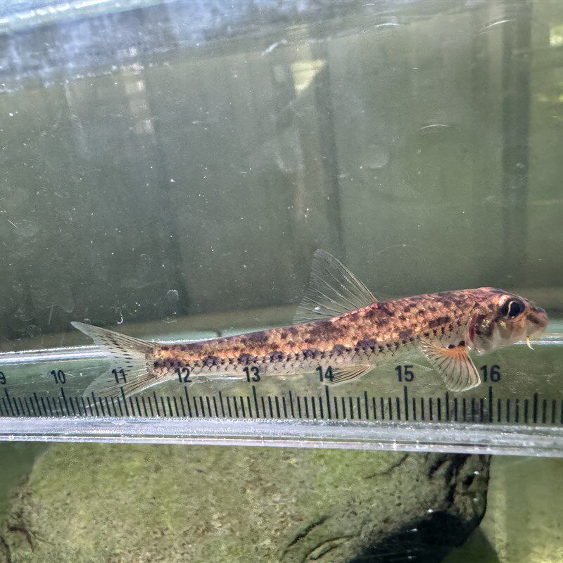 热销棒花鱼冷水鱼马头鱼似鮈观赏鱼工具鱼清洁除藻翻砂水中推土机