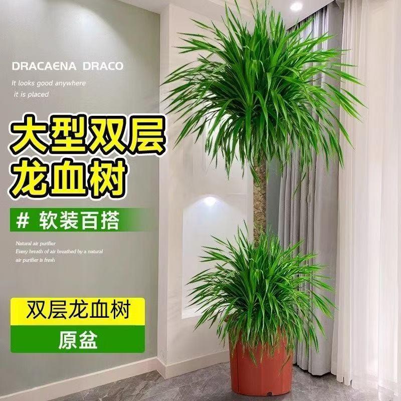 龙血树客厅盆栽大型旺宅办公室内落地植物绿植造型老桩好养龙须树