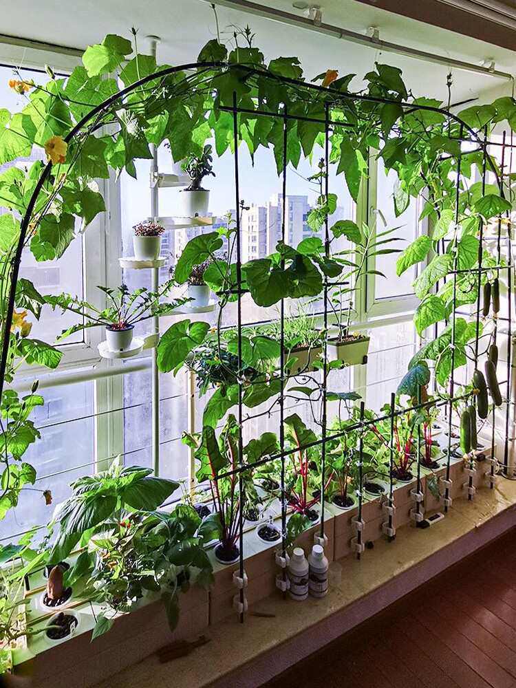 无土栽培黄瓜水培蔬菜家庭室内阳台种菜神器箱自动管道式设备