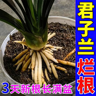 君子兰烂根专用药防治黄叶黑斑病叶斑死苗催花促长壮根营养液肥料