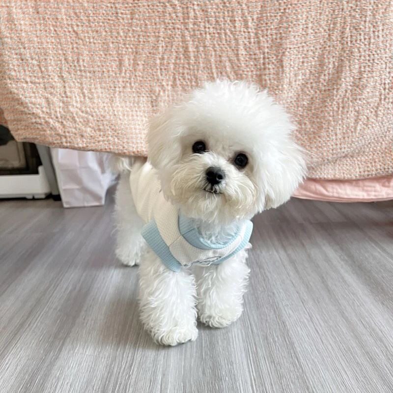 夏季薄款宠物狗狗猫咪衣服比熊泰迪博美马尔济斯小型犬防掉毛背心