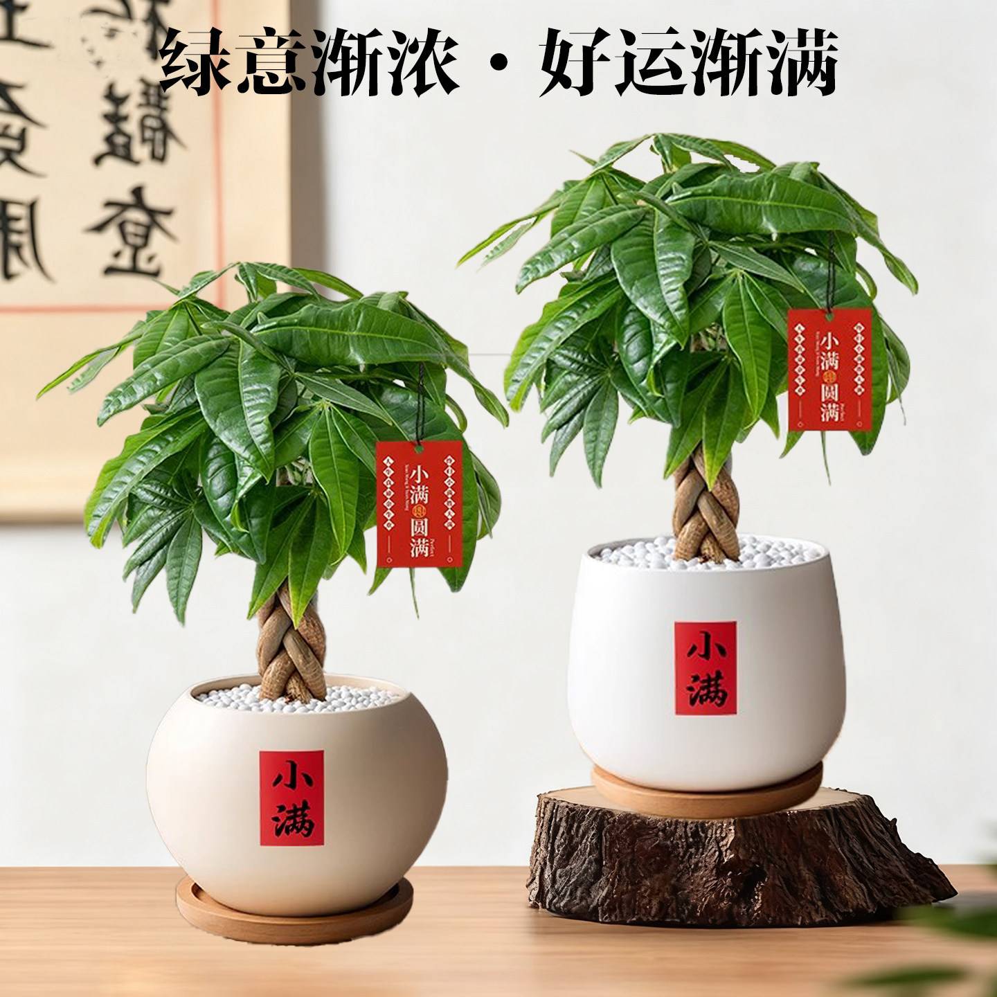 五福发财树桌面盆栽室内客厅四季植物办公室盆景摆件小招财树绿植