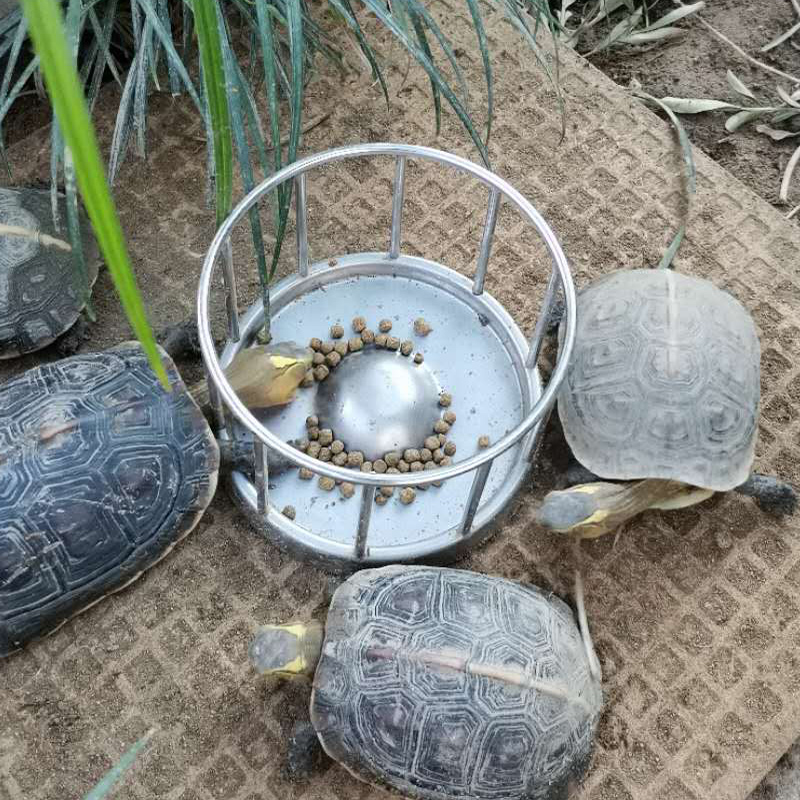 乌龟食盆黄缘龟喂食器闭壳龟安缘台缘饲养陆龟半水龟不锈钢喂水器