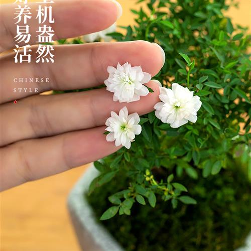 桌面生态瓶微景观自循环鱼缸玫瑰植物超迷你微型盆栽室内绿植客厅