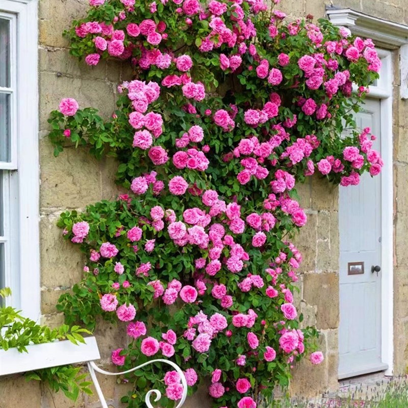 龙沙宝石爬藤月季蔷薇花苗特大浓香四季开花别墅庭院玫瑰藤本植物