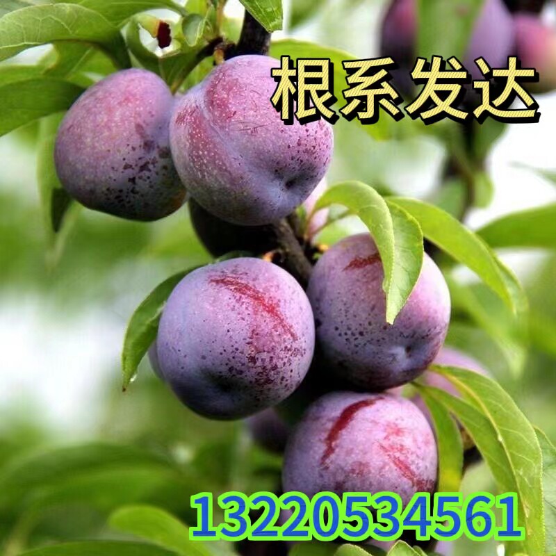 一点红李子苗嫁接晚熟南北方种植盆栽地栽脱骨李子果树苗基地直销