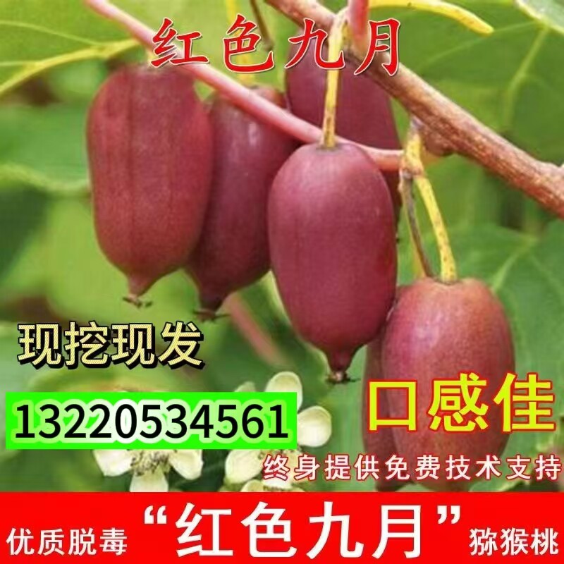 软枣猕猴桃树果苗嫁接红色九月软枣子猕猴桃苗耐寒红心奇异莓果苗