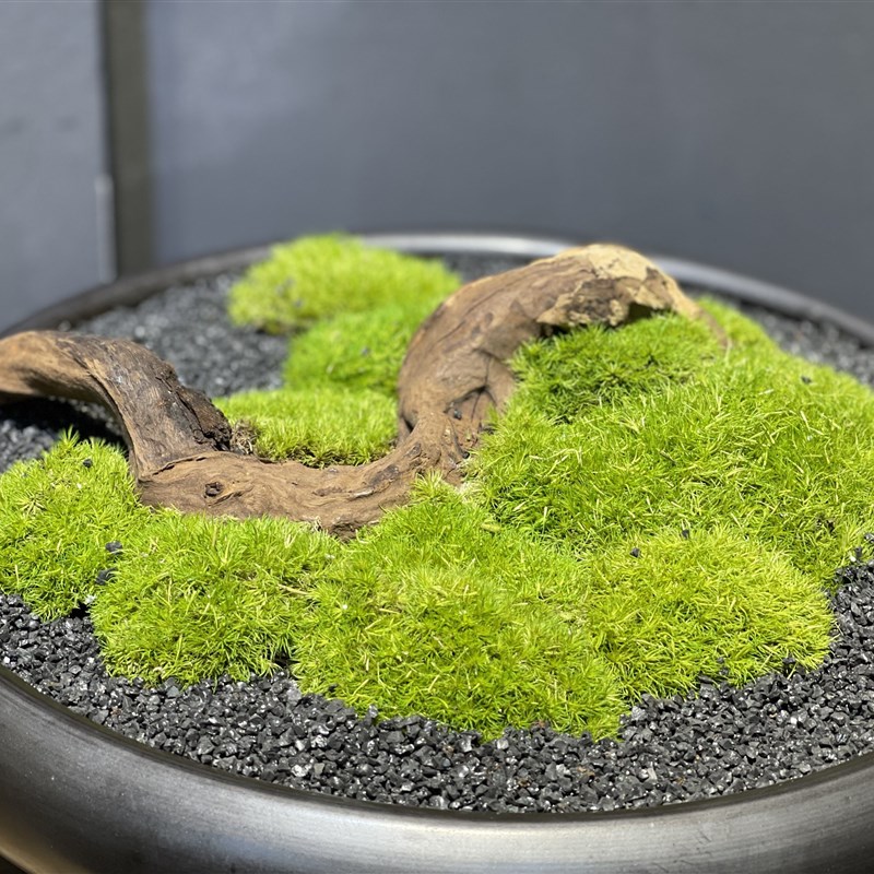 好货绿色永生苔藓新中式植物盆景 酒店售楼处餐桌洽谈桌青苔摆放