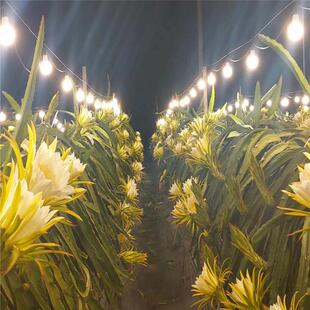 大棚led生长灯农场育苗火龙果植物补光灯红龙果太阳能灯串