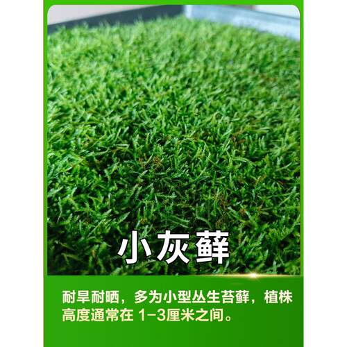 小灰藓鱼缸乌龟爬宠专用鲜活苔藓水陆雨林缸造景青苔盆景盆栽铺面