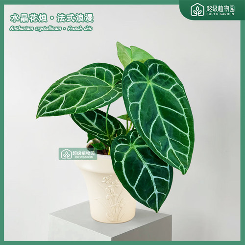 稀有水晶花烛克莱恩网红室内热植物办公室阳台绿植心形大叶片好养