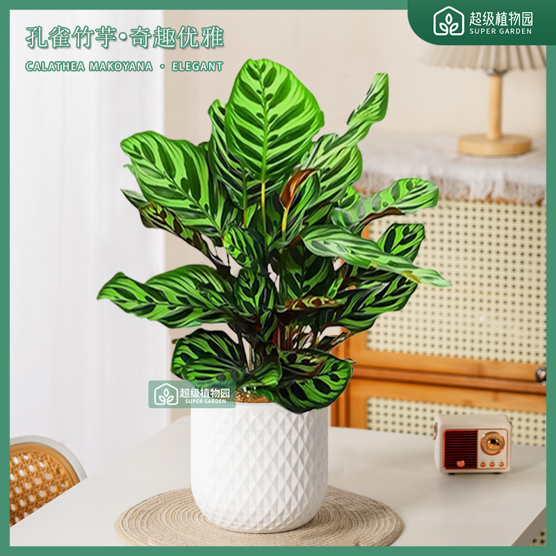 孔雀竹芋彩叶竹芋室内耐阴净化空气办公室盆栽四季常青观叶绿植
