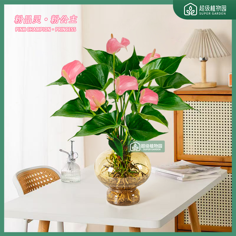 【带花发货两株苗】粉掌粉皇冠粉冠军水培盆栽植物室内易活四季