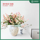 花叶络石彩叶缤纷盆栽室内四季 五彩好养盆景客厅办公室彩络叶绿植