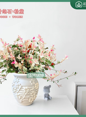 花叶络石彩叶缤纷盆栽室内四季五彩好养盆景客厅办公室彩络叶绿植