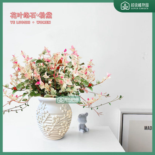 花叶络石彩叶缤纷盆栽室内四季五彩好养盆景客厅办公室彩络叶绿植