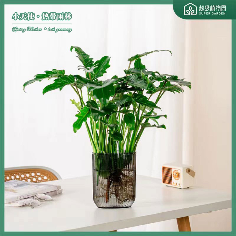 小天使春羽水培盆栽室内净化空气客厅四季常青好养办公桌面绿植