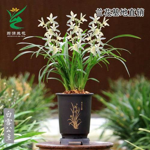 高端翁源兰花苗老种【带盆栽好发】送礼省心打理好养四季建兰墨兰