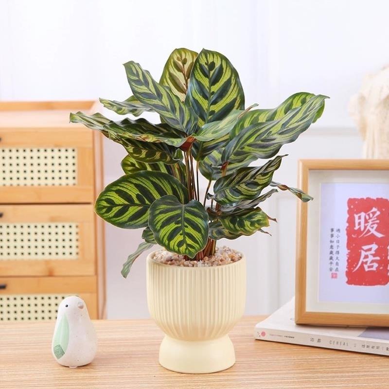 孔雀竹芋盆栽彩叶芋办公室桌摆观叶绿植四季常青好养活花卉盆栽
