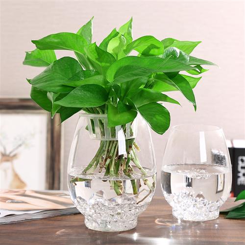 新品简约大号玻璃花瓶透明创意室内鱼缸水培水养绿萝植物器皿客厅