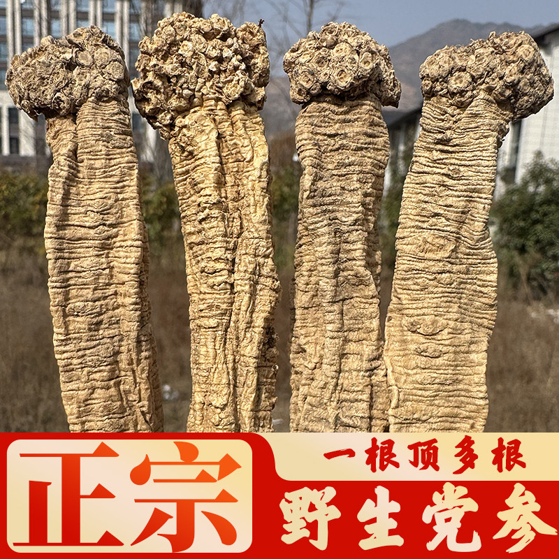 野生党参干货大条特级甘肃正宗新鲜无硫中药材搭正品当归黄芪玉竹