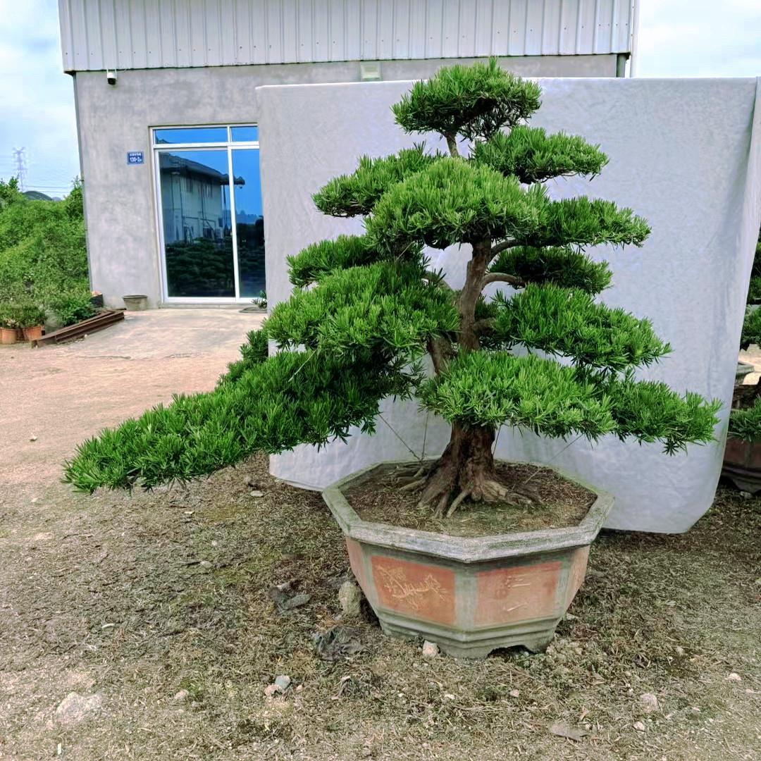 精品罗汉松树苗盆景老桩造型盆栽绿花卉植物办公室内客厅庭院好养