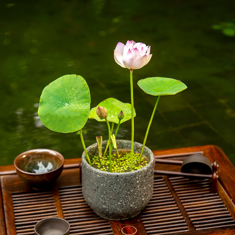 热销微型碗莲种藕根茎成品苗带花苞迷你小荷花小微莲水培水生观赏