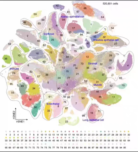 单细胞转录组scRNA-seq全代码流程。 全部代码均有详细中文注释