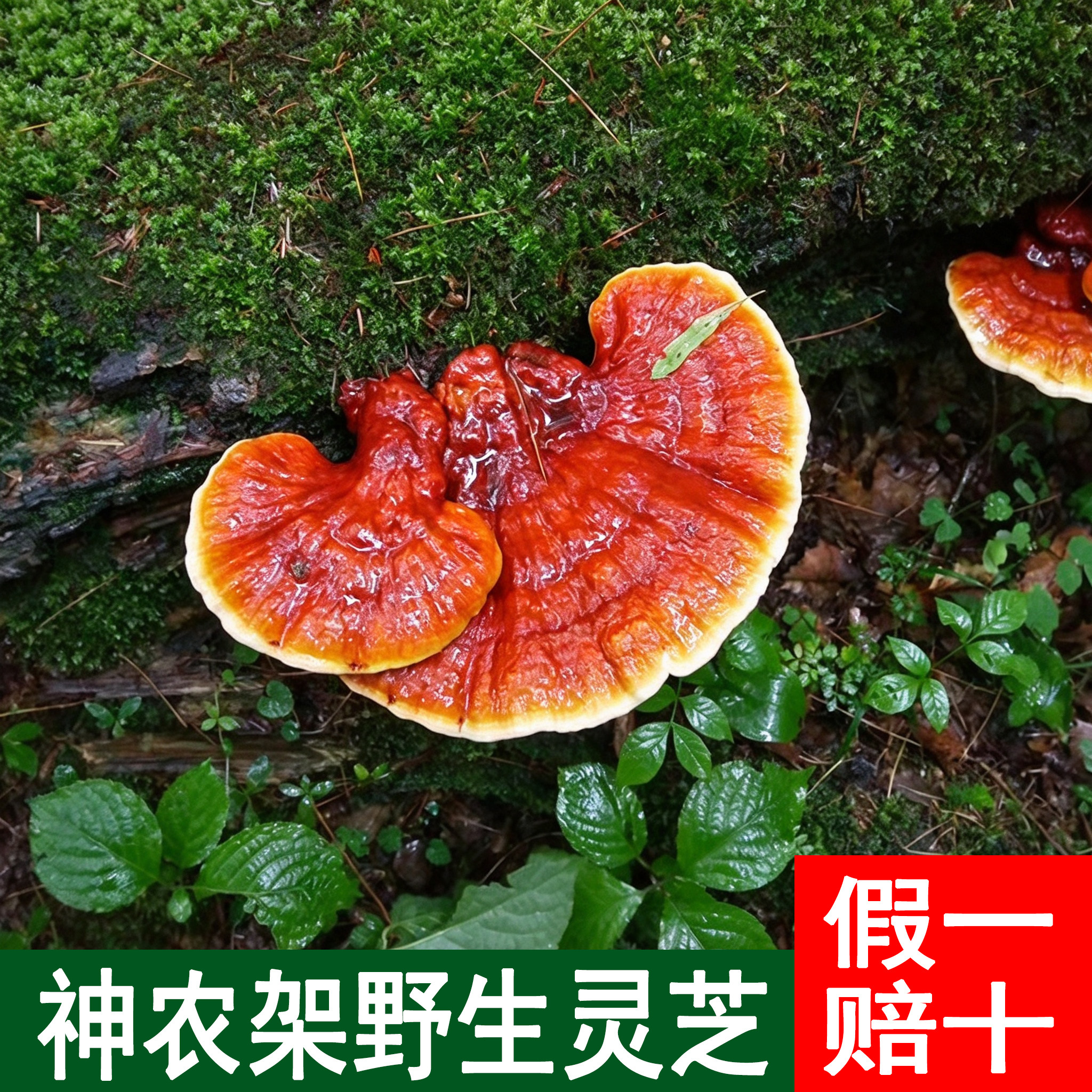 神农架野生灵芝赤灵芝煲汤泡酒切片打粉整枝自然野生剪脚免洗即食