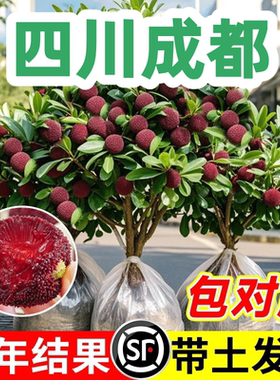 四川正宗嫁接东魁杨梅树树苗杨梅苗南北方种植地栽果树苗当年结果