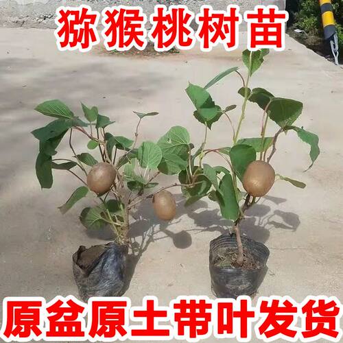 四川成都红心猕猴桃树苗公母同珠红阳金艳徐香猕猴桃南方北方种植