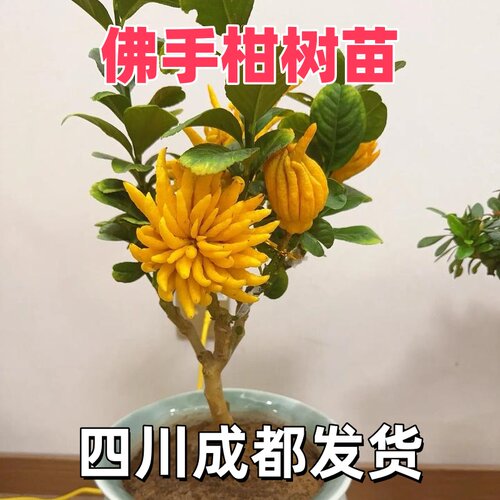 四川佛手柑树苗盆栽带果佛手柑盆景地栽可食用植南北方物庭院种植