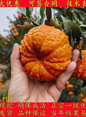 新品种南瓜柑橘苗南瓜蜜橘树苗庭院种植盆栽地栽耐寒南北当年结果