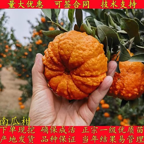 新品种南瓜柑橘苗南瓜蜜橘树苗庭院种植盆栽地栽耐寒南北当年结果
