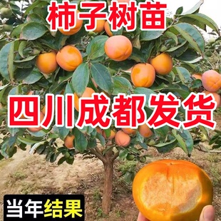 柿子苗树脆甜柿火晶无核柿庭院地栽当年结果南北方种植果树果苗