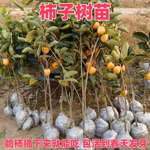 柿子树果苗太秋火晶柿子苗庭院果树特大脆甜柿子树带土南方北方种