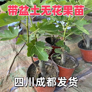 四川成都无花果苗芭劳奈格莱斯树苗盆栽地栽南北庭院种植果树果苗