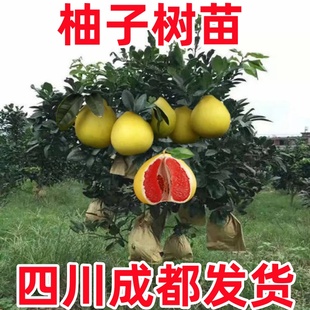 柚子树苖沙田三红柚苗嫁接琯溪蜜柚果树果苖南方北方种植当年结果