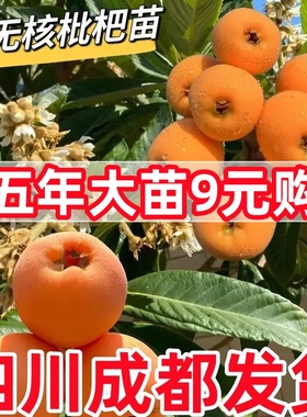 四川无核枇杷苗大五星无核砂糖枇杷苗嫁接苗盆地栽特大南北方种植