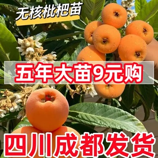 四川无核枇杷苗大五星无核砂糖枇杷苗嫁接苗盆地栽特大南北方种植