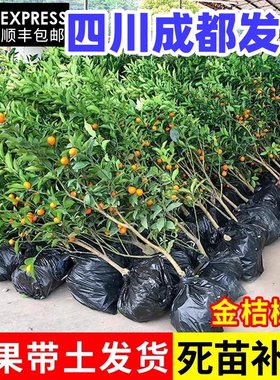四川成都金桔树苗盆栽带果四季嫁接金桔食用盆景脆皮金桔树果树苗